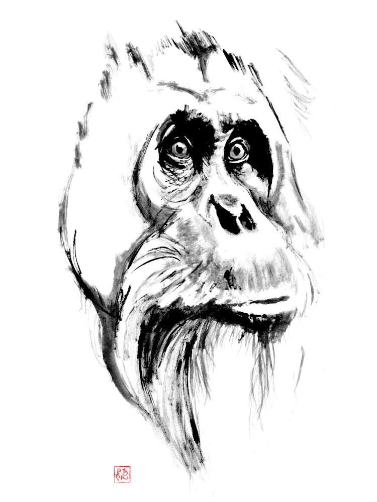 Orangutan 1