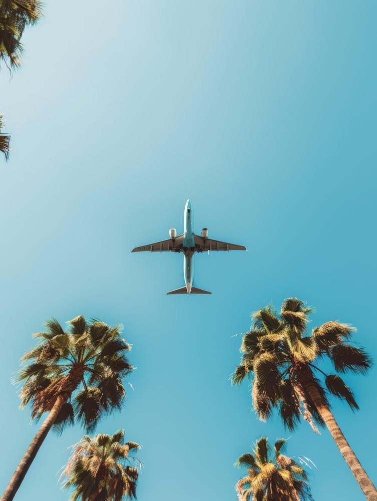 Avion Volant Au-dessus de Palmiers 3