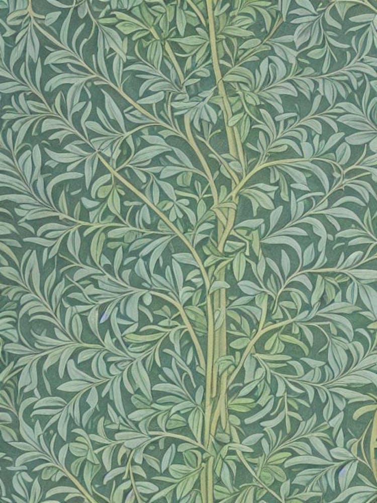 Kentucky Coffeetree Vintage Botanisches Motiv