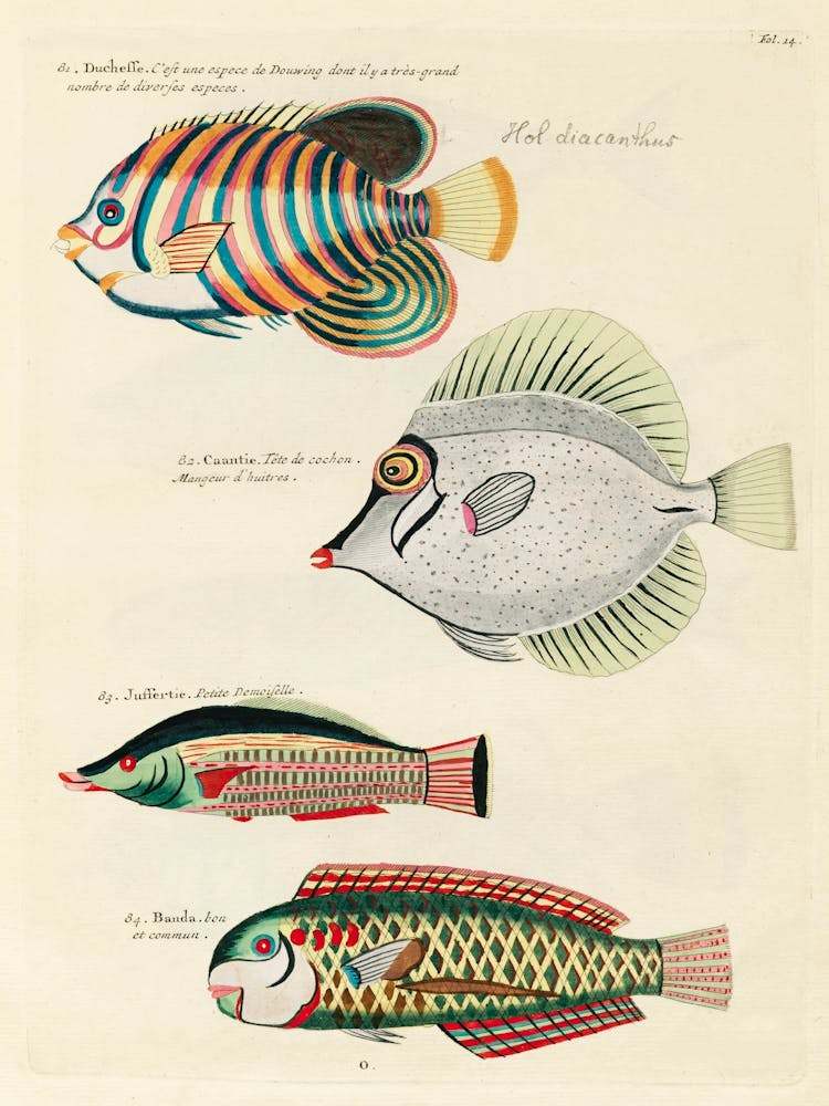 Colourful And Surreal Illustrations Of Fishes Found In Moluccas (Indonesia) And The East Indies, Louis Renard(41)