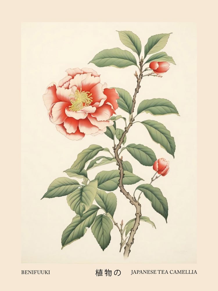 Benifuuki Japanese Tea Camellia 1 Vintage Japanese Botanical Poster