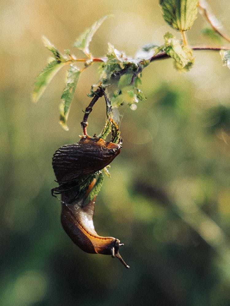Slug On A Branch