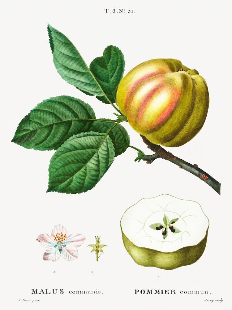 Apple, Malus Communis, Pierre Joseph Redoute 2