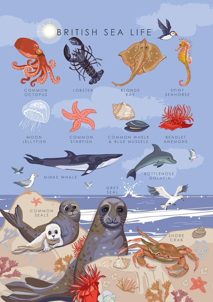 British Sea Life