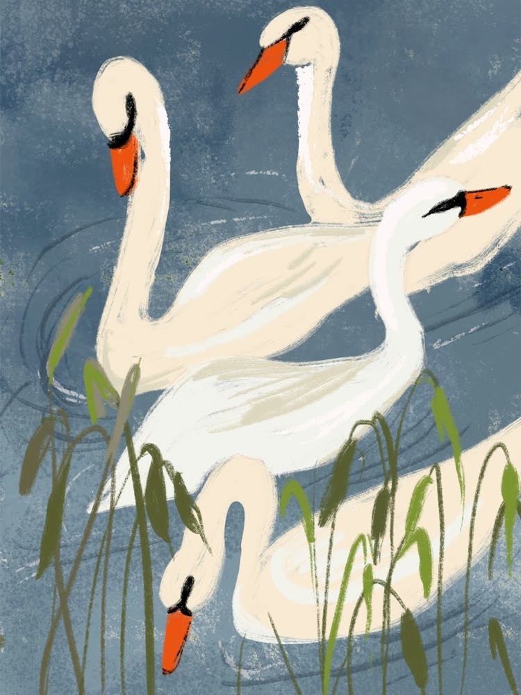 Swans In The Lake 