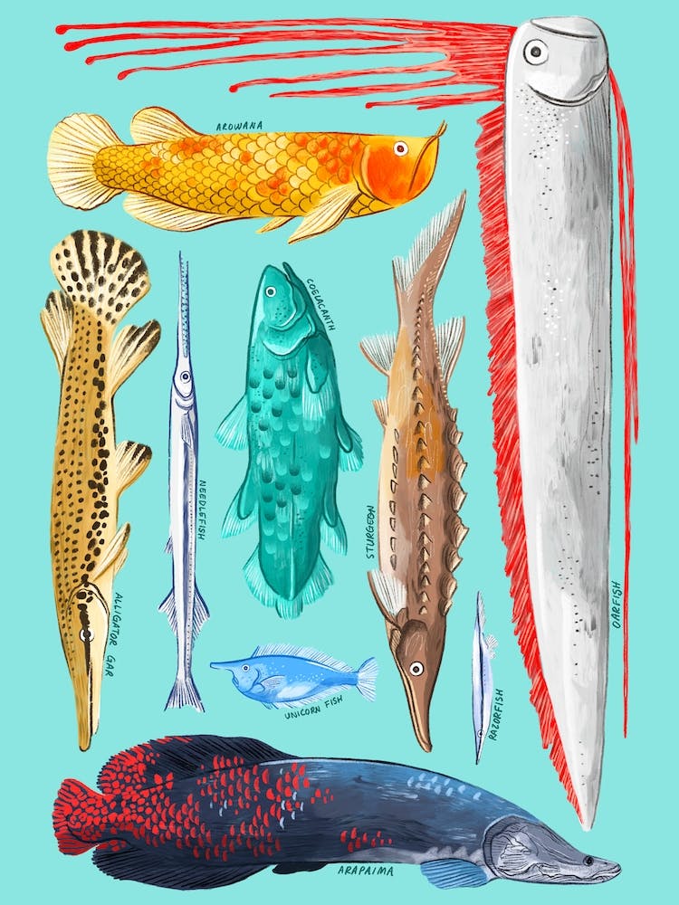 Fish