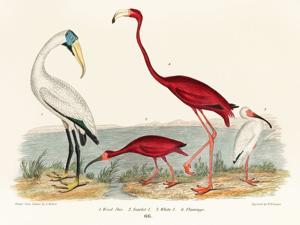 Wood Ibis And Scarlet Flamingo