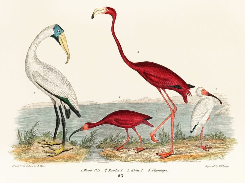 Wood Ibis And Scarlet Flamingo