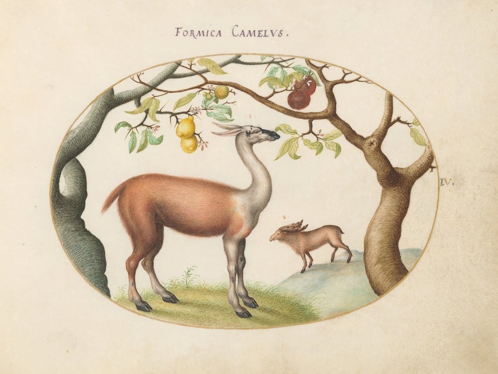 Animalia Qvadrvpedia et Reptilia (c. 1575-1580), Joris Hoefnagel (12)