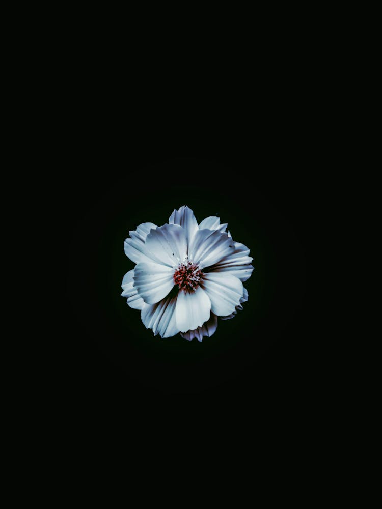 Flower In The Dark
