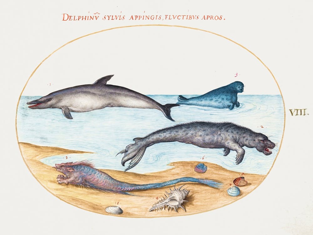 Dolphin, Seals, Brethmechin And Shell (1575–1580), Joris Hoefnagel