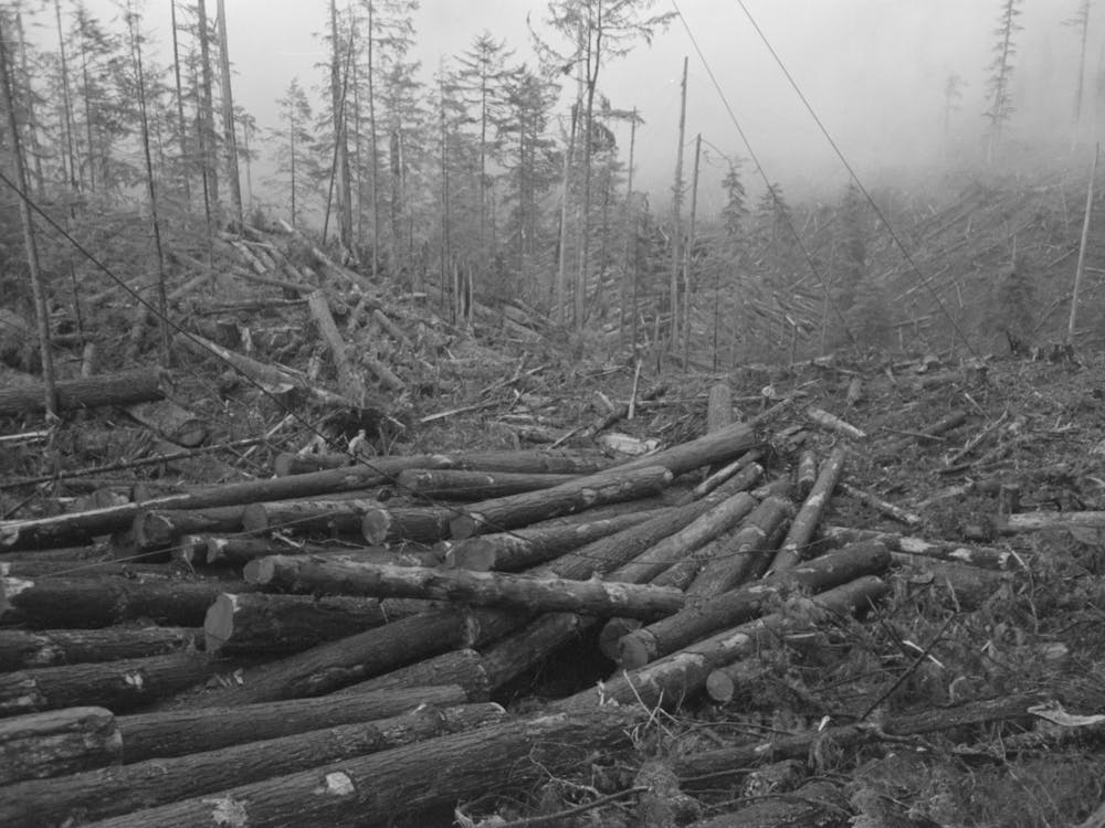 Untitled Photo, Possibly Related To Logs, Long Bell Lumber Company, Cowlitz County, Washington, In The Yard
