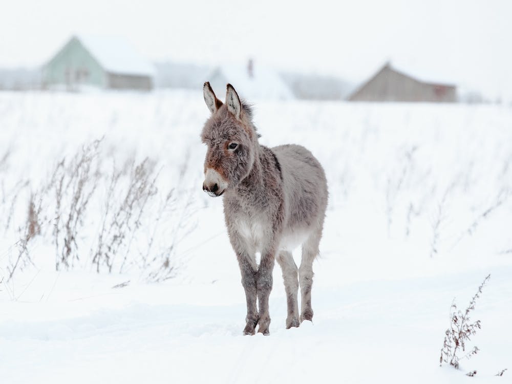 Baby Donkey In Snowy Field