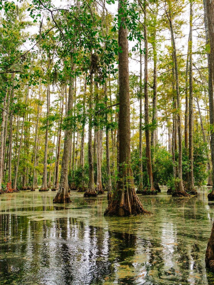 Charleston Cypress Gardens XXXVIII