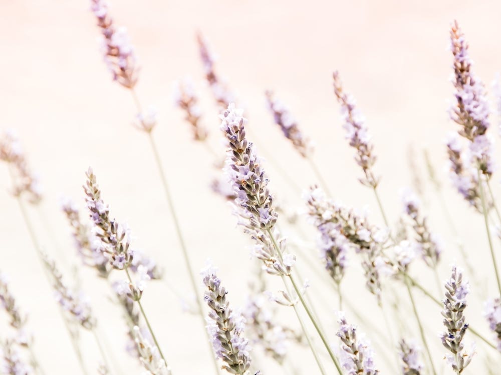 Lavender Flowers
