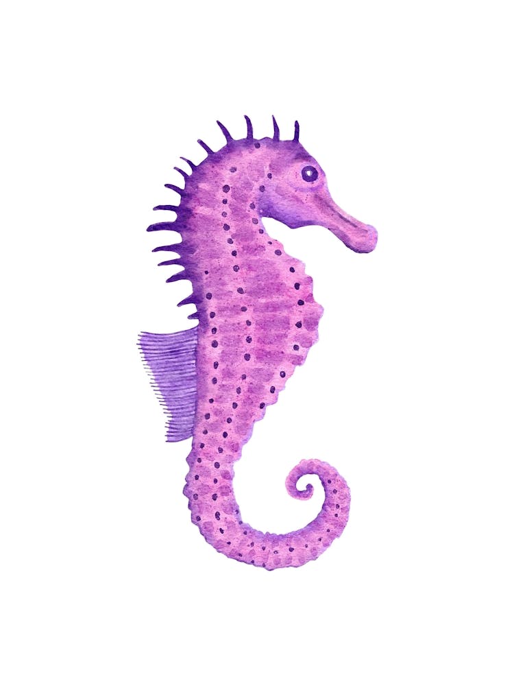 Seahorse