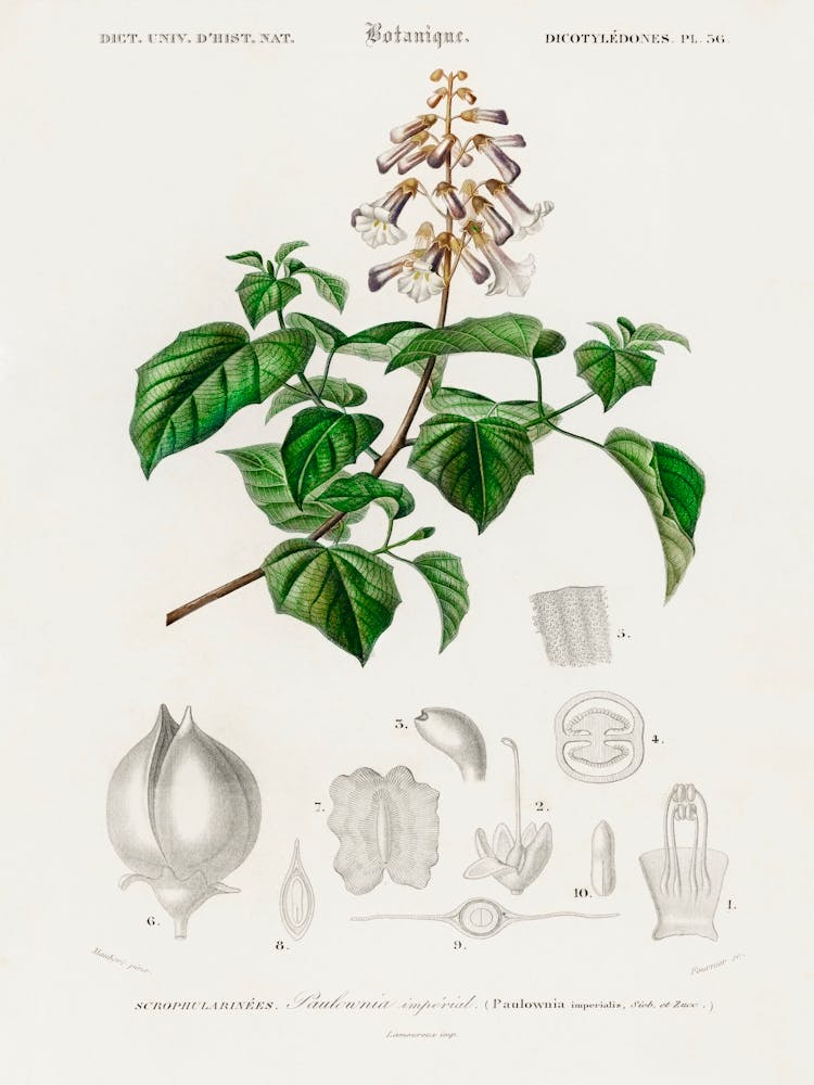 Empress Tree (Paulownia Imperialis), Charles Dessalines D' Orbigny