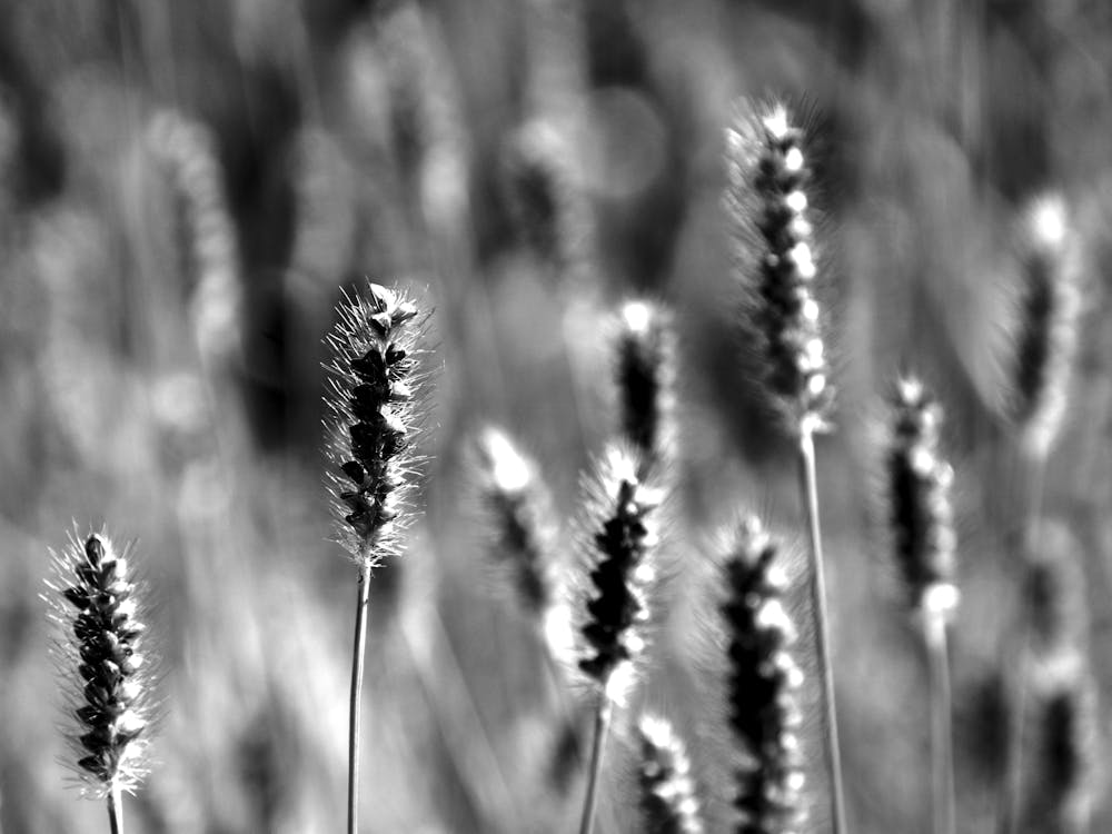 Weeds BW