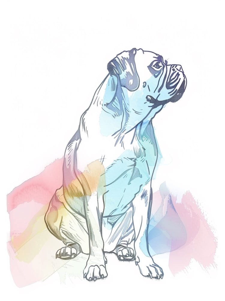 Mastiff Dog Pastel Line Painting 1