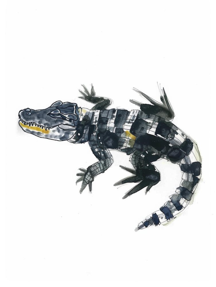 Alligator 7