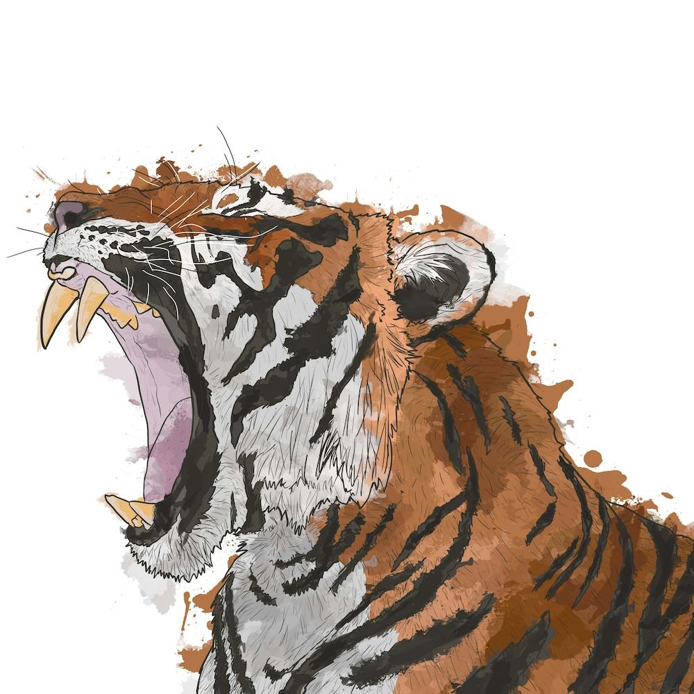 Roaring Tiger White Square