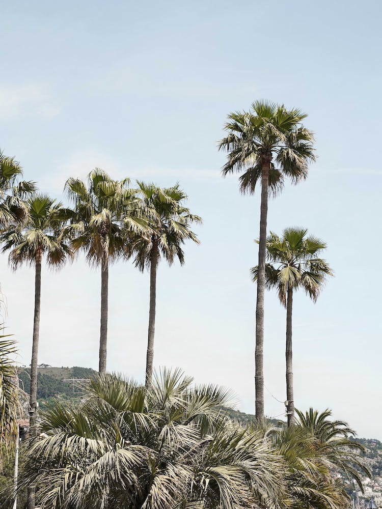 Palmtrees Of California