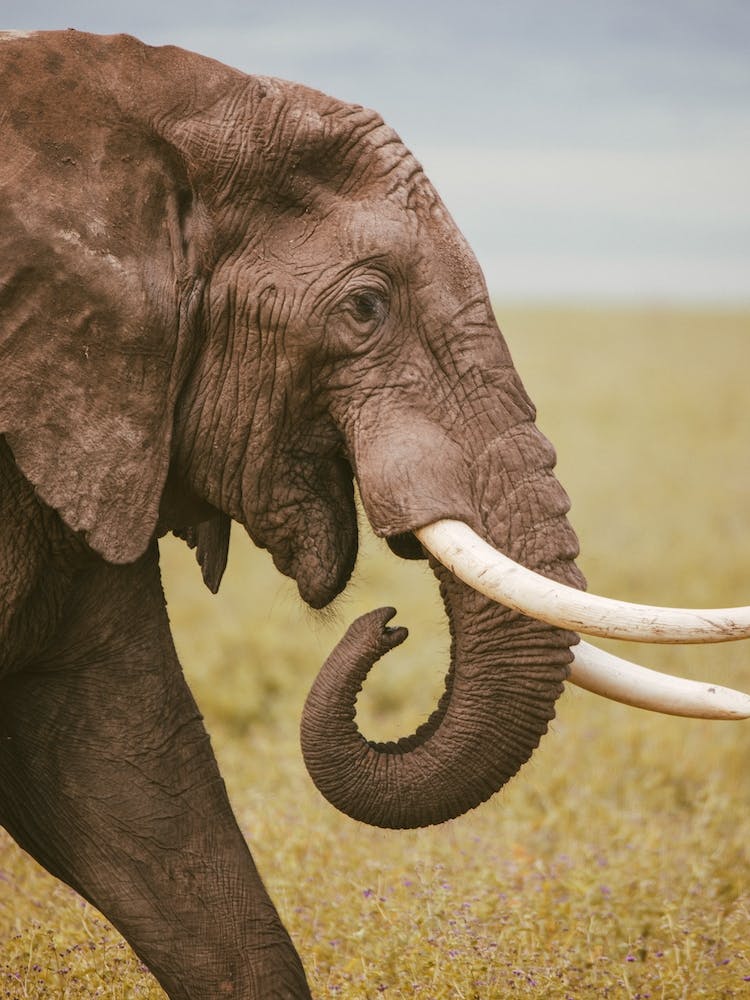Tanzania Elephant