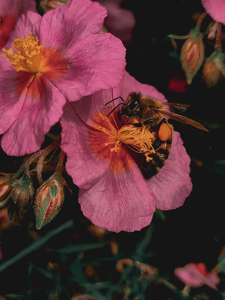 Bee on a pink flower
