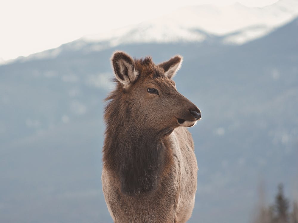 Elk Looking To The Right