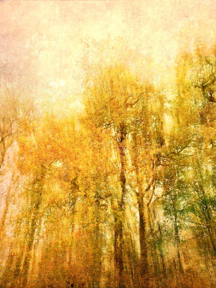 Autumn Radiance