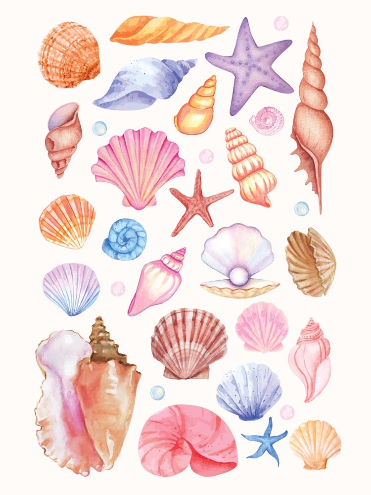 Seashells