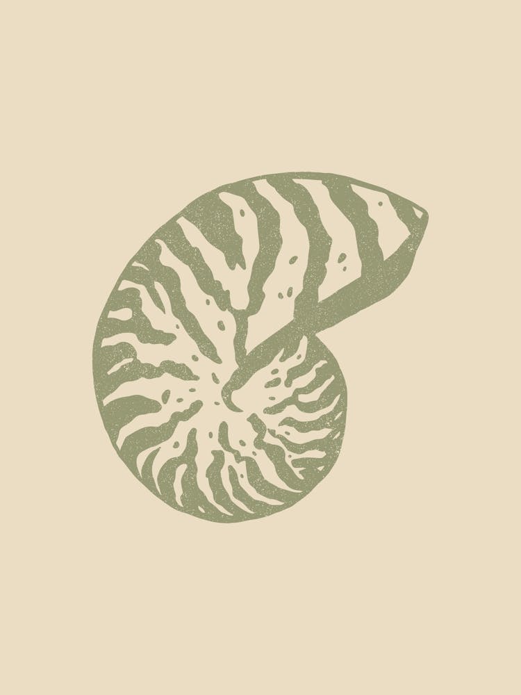 Coquillage 04