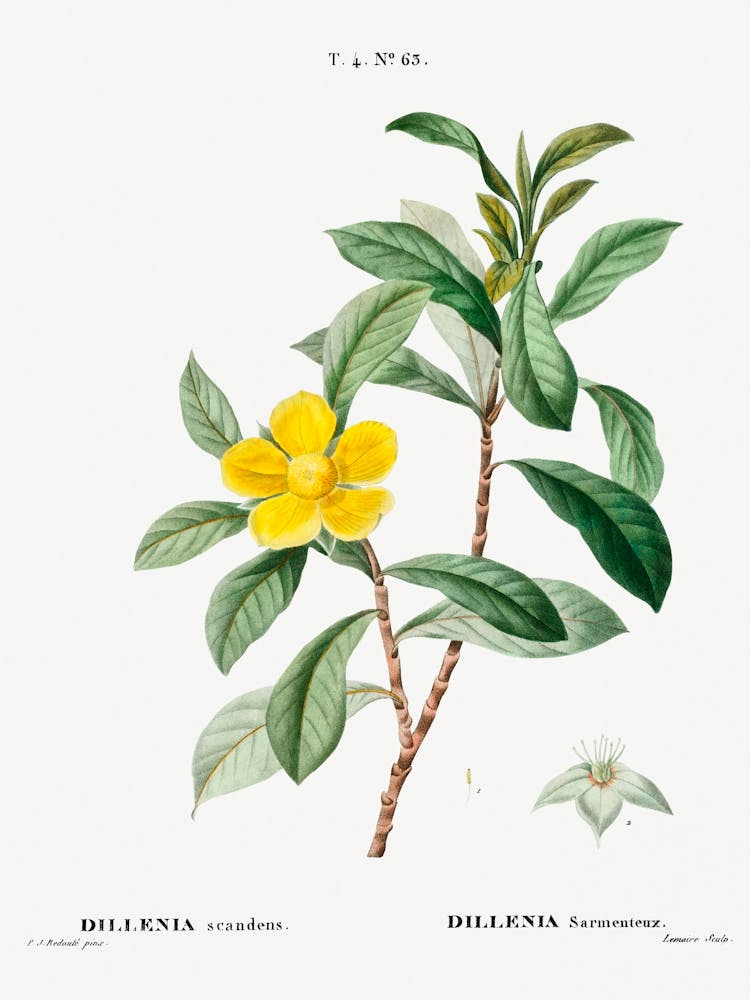 Snake Vine, Pierre Joseph Redoute