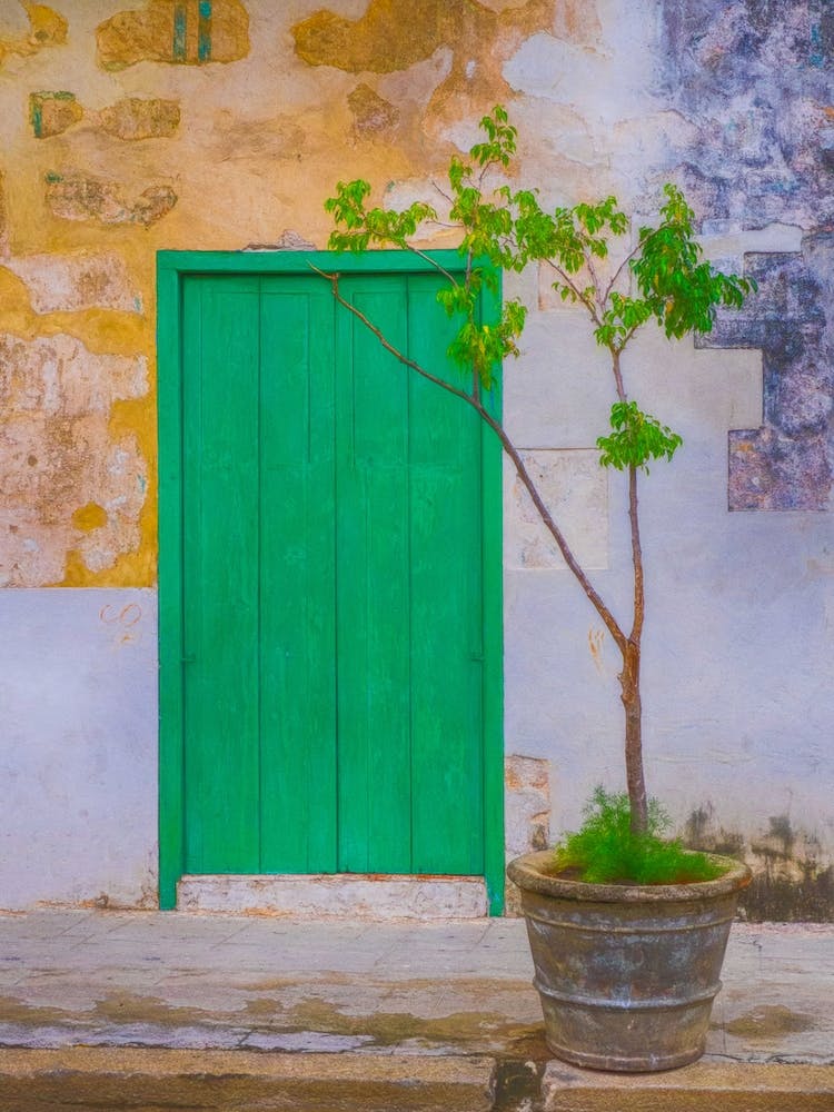 The Little Tree By The Green Door