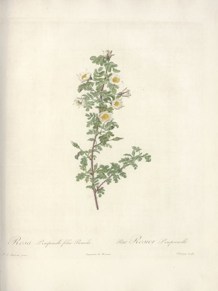 Rose Illustration, Pierre Joseph Redoute, Pierre Joseph Redoute(149)