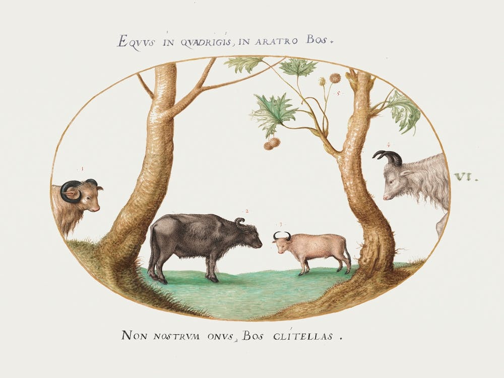 A Variety Of Oxen With A Ram And A Water Buffalo By A Plane Tree (1575–1580), Joris Hoefnagel
