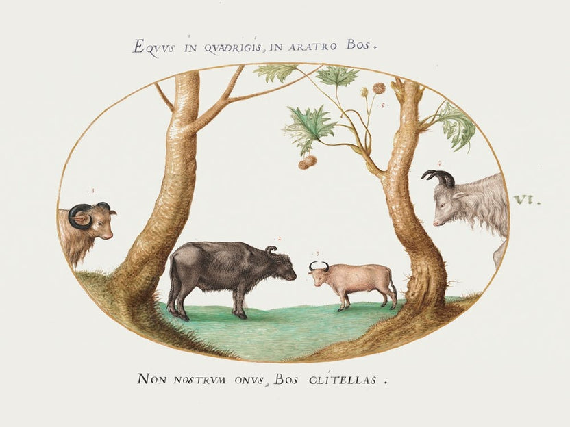 A Variety Of Oxen With A Ram And A Water Buffalo By A Plane Tree (1575–1580), Joris Hoefnagel