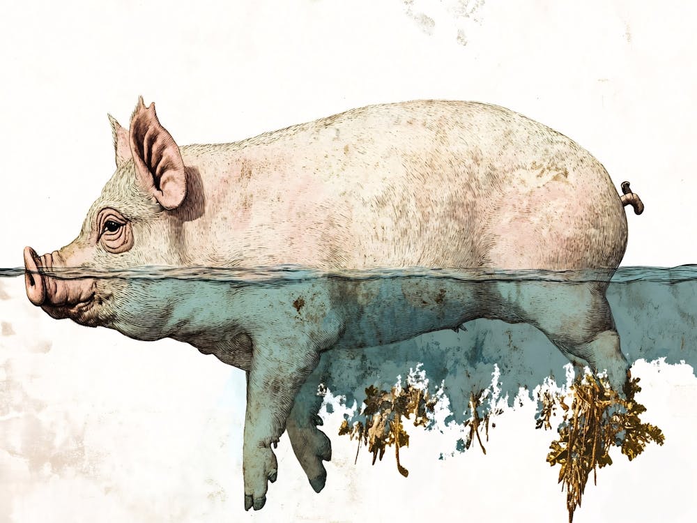 Pig In Water