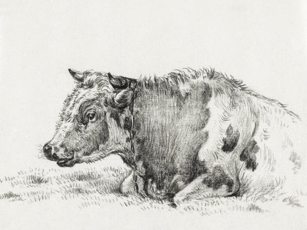 Lying Cow (1828), Jean Bernard