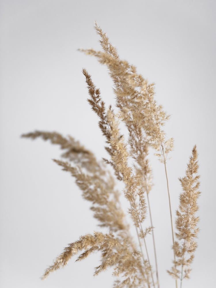 Golden Pampas Grass