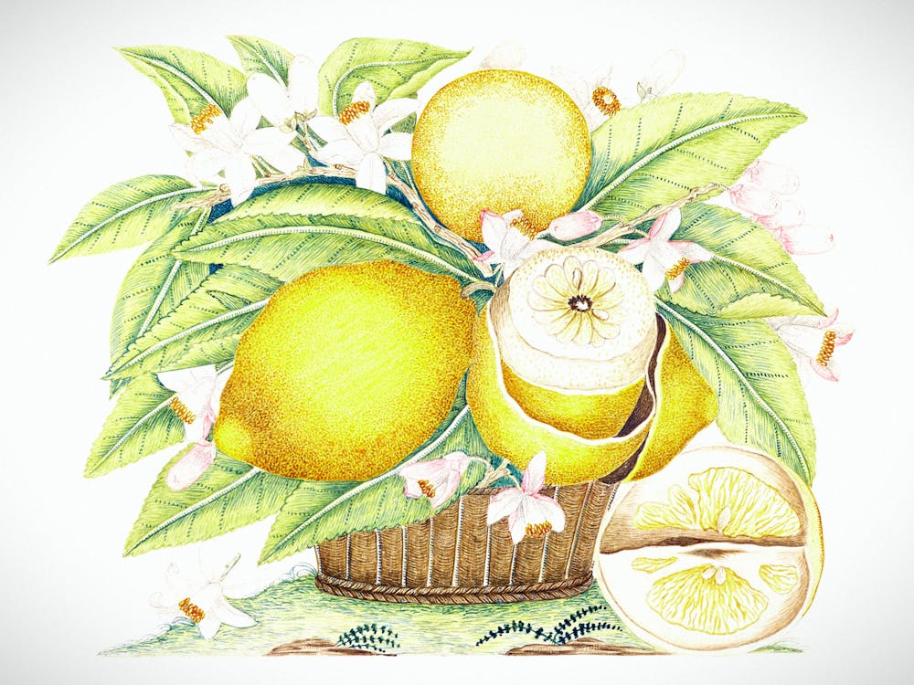 Lemons In A Basket