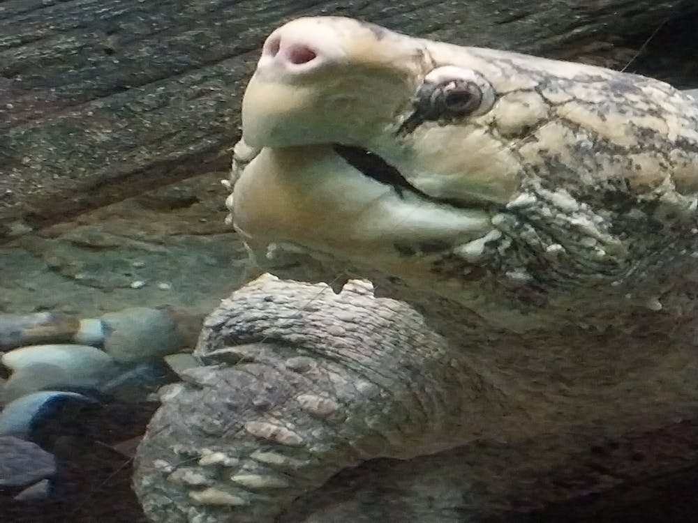 Snapping turtle