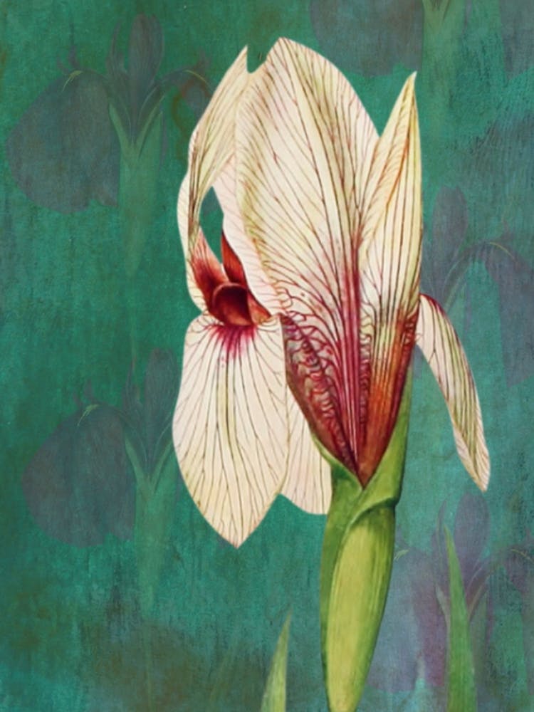 Iris Print