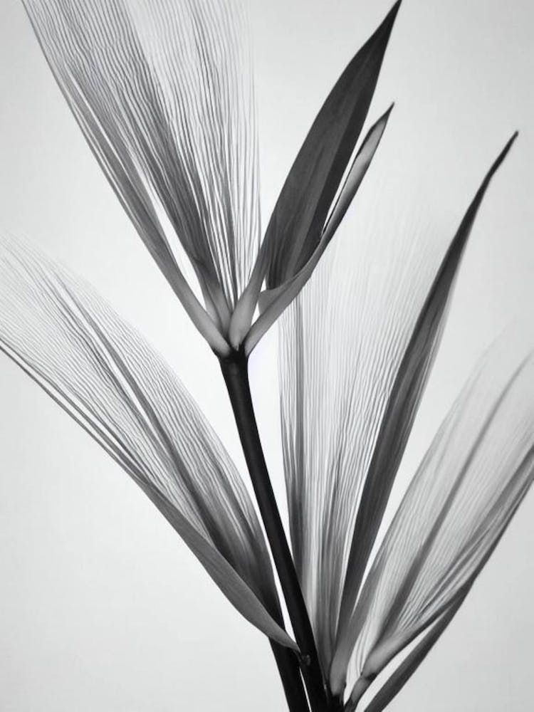Bird Of Paradise B&W Pencil 5 Flower