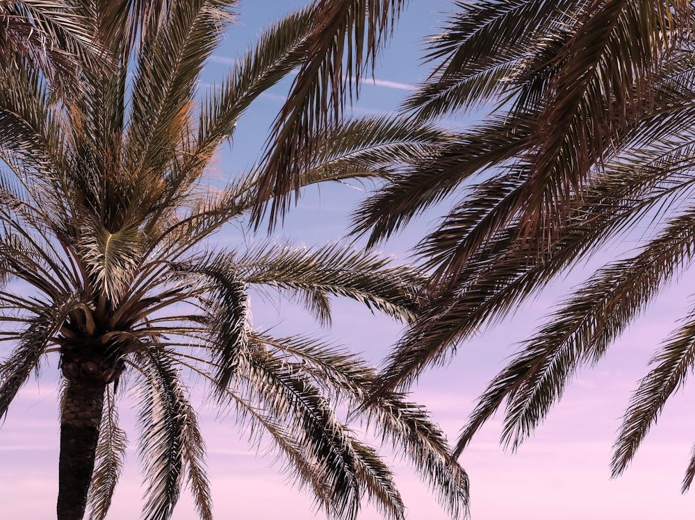 Palm Trees Sunset Travel Poster_2262139
