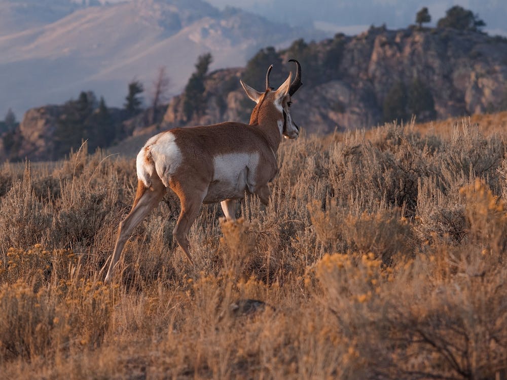Pronghorn In Meadow