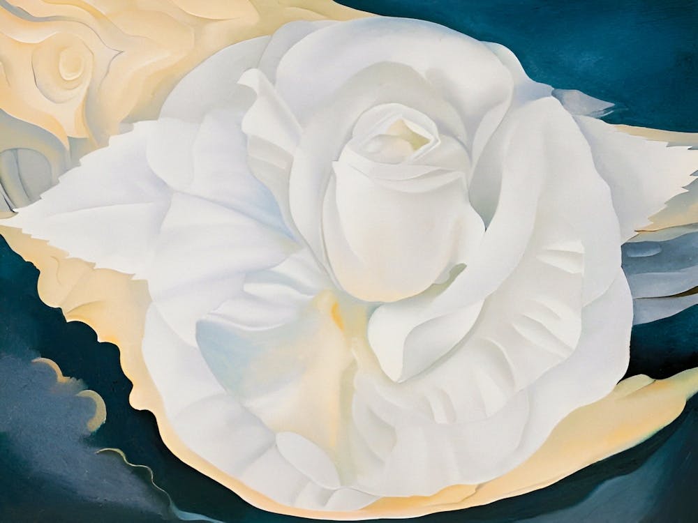 Georgia O'Keeffe - White Calico Rose, 1930 1