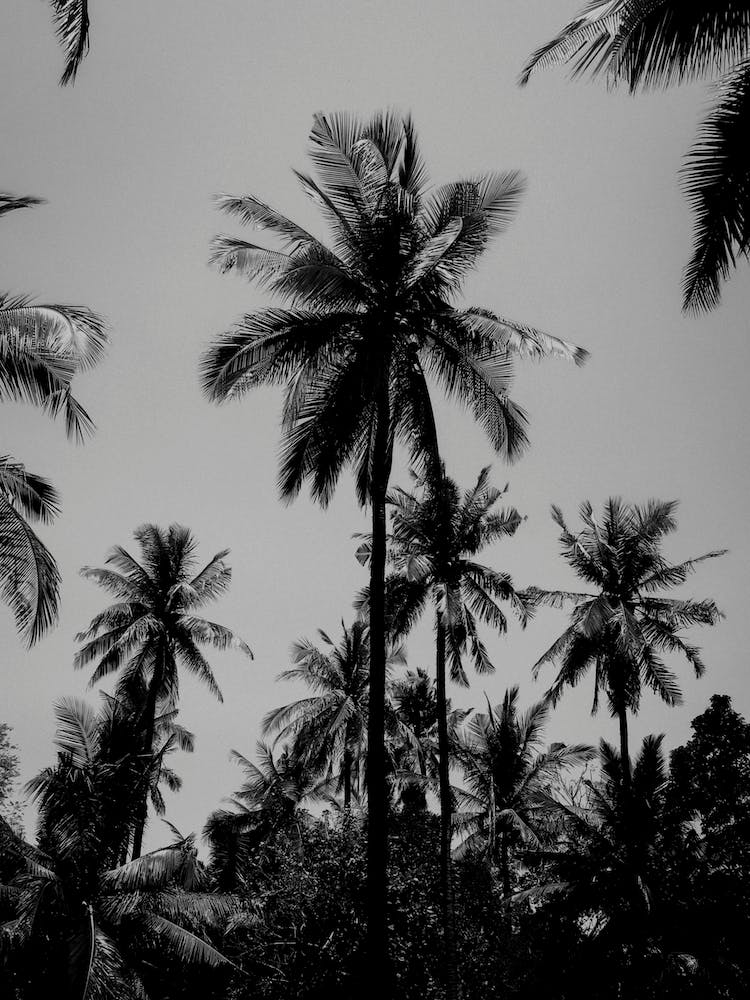 Tropical Palms In Black And White