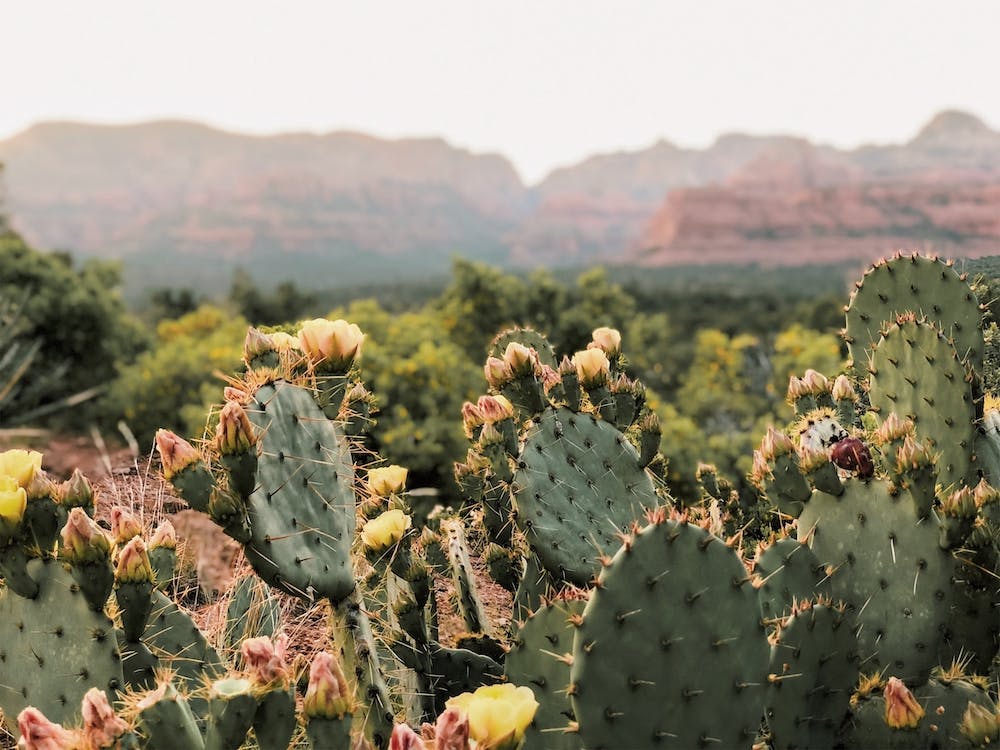 High Desert Cactus Flowers