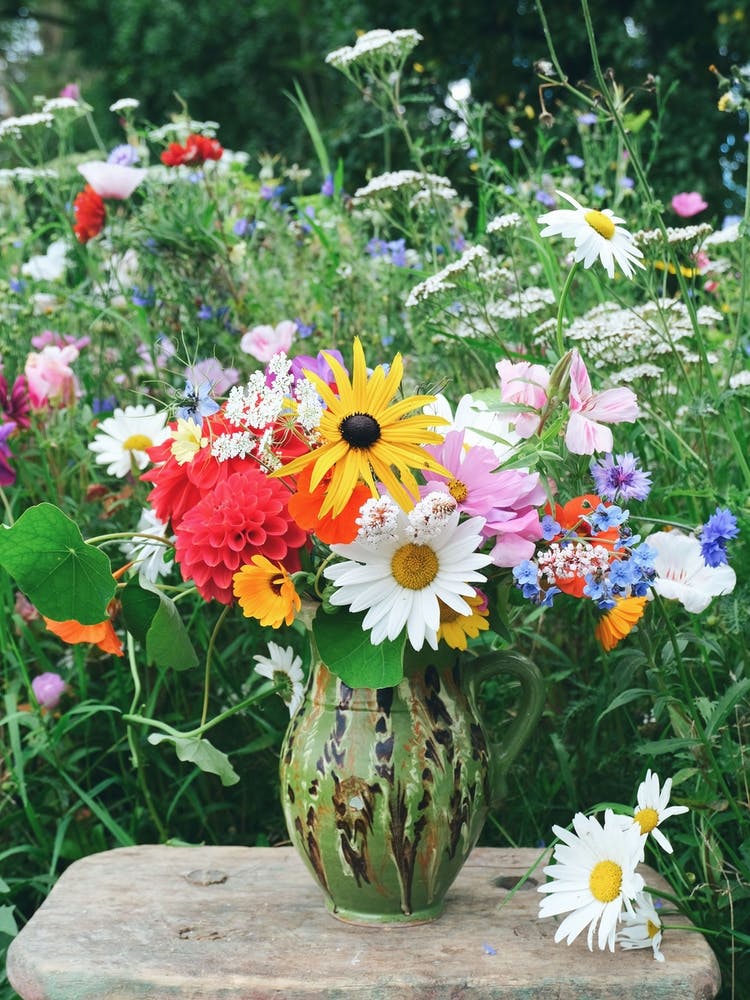 Colourful Flowers From The Garden